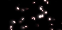 SAKURA Interactive